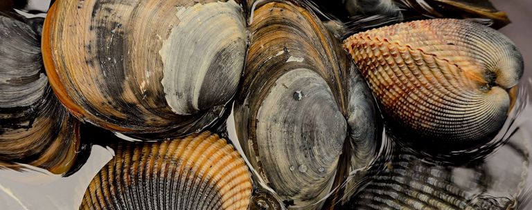 Shellfish PHF Science Seafood