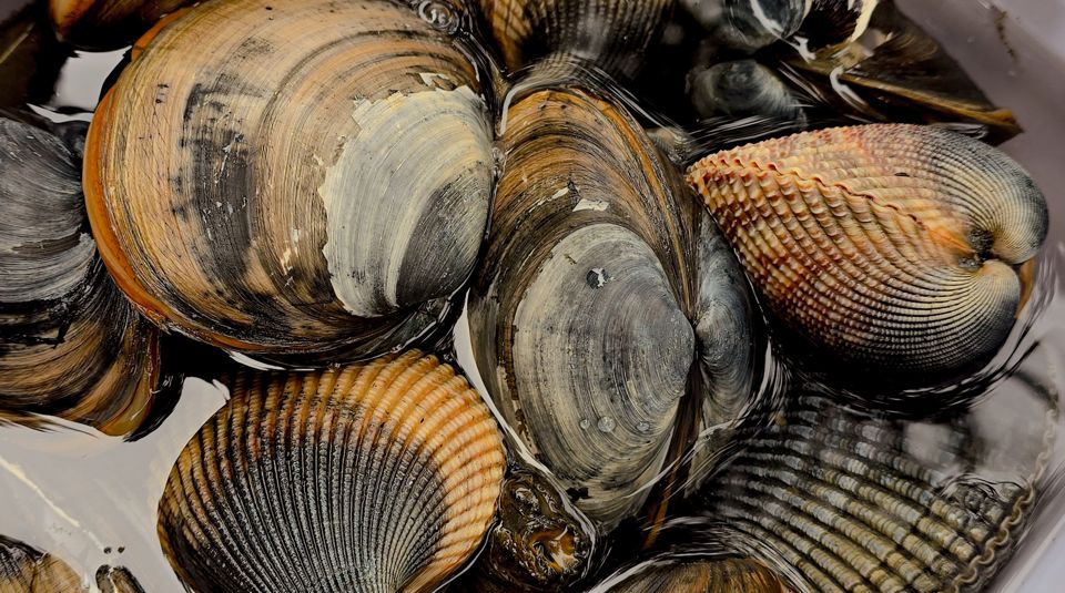 Shellfish PHF Science Seafood