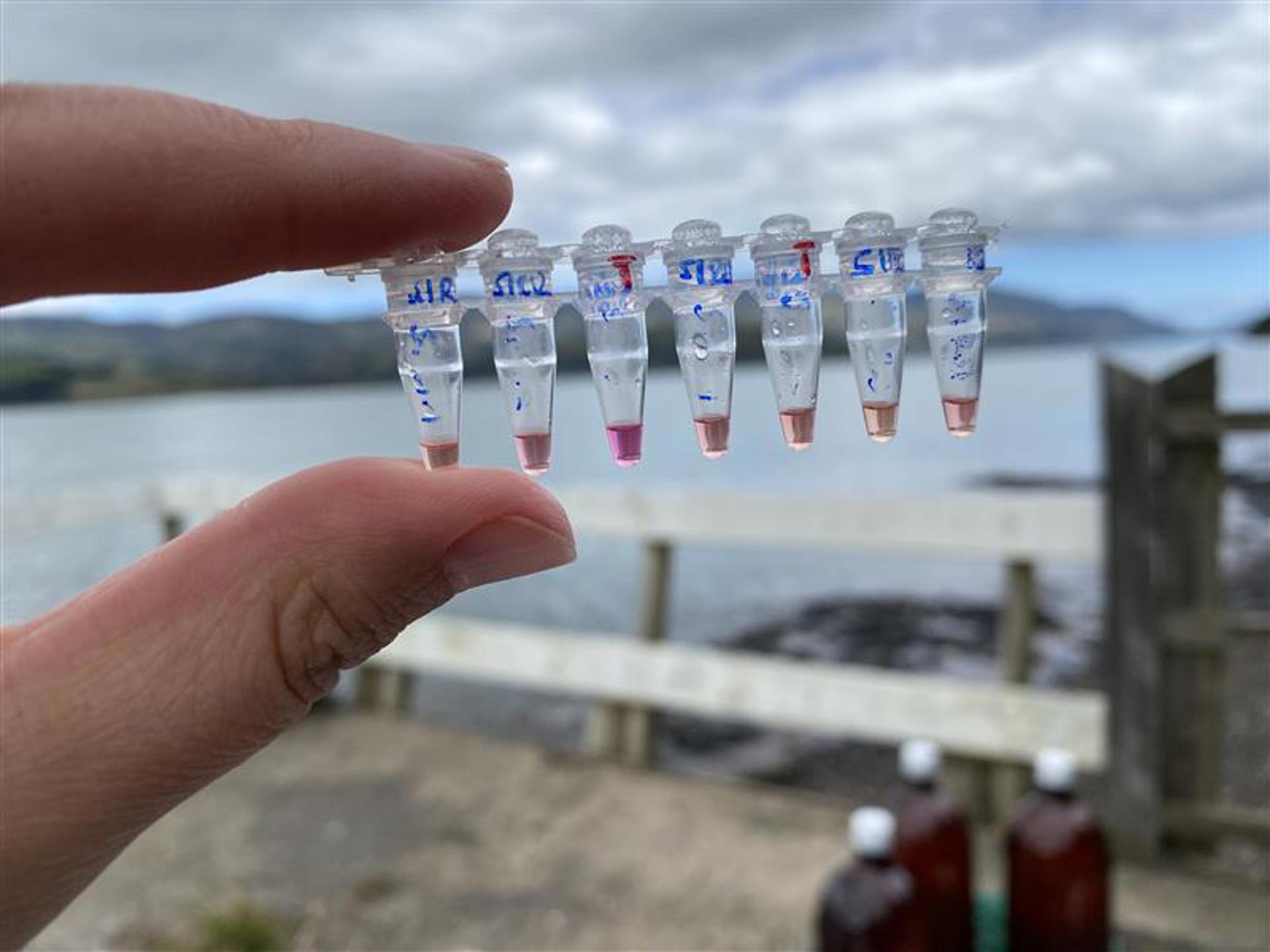 Testing the waters: a rapid, low-cost tool to keep kaimoana safe