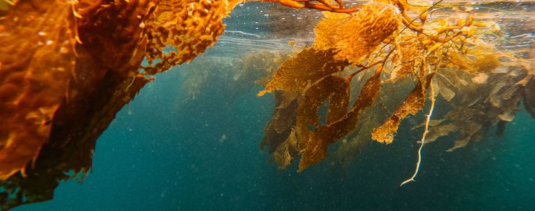 PHF Science Seaweed