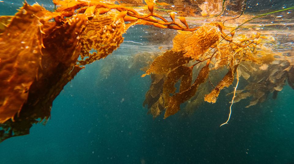 PHF Science Seaweed