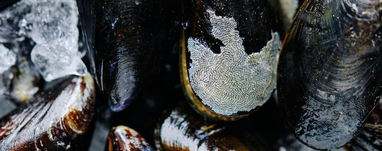 Shellfish Phf Science