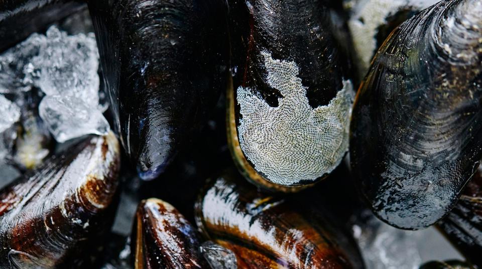 Shellfish Phf Science