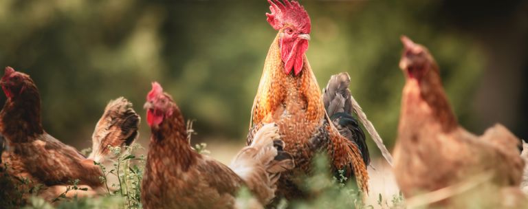 Poultry PHF Science