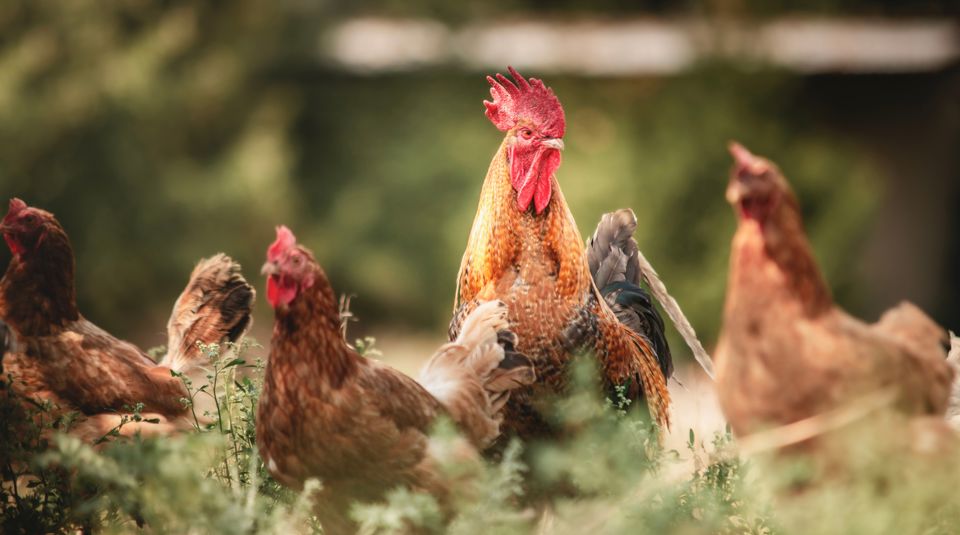 Poultry PHF Science